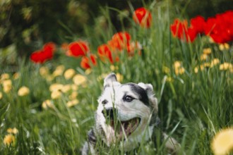 Dog with an open mouth sitting in a vibrant field of red and yellow flowers