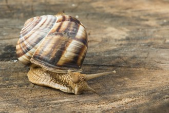 Snail on tree bark. Studio shot