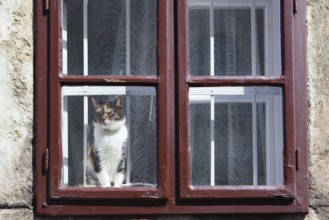 Cat looking outside through the red window