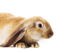 Cute red rabbit isolated on white background