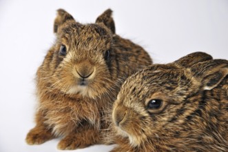 Young leverets, or European hare (Lepus europaeus), also known as the brown hare