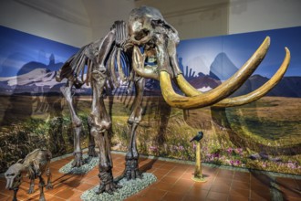 Skeleton of the woolly mammoth (Mammuts primigenius), exhibition Eiszeit Safari Allgäu in the