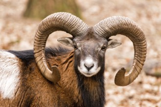 Aries