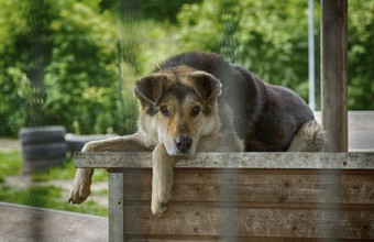 A dog lies sadly on its doghouse in an animal shelter, 2016. 80% of the purchase price of this