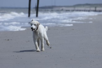 White dog, poodle, running happily along the beach, Groede, Zeeland, Netherlands