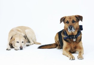 2 dogs in a photo studio
