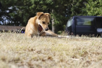 A small mixed-breed dog lazing in a meadow, Germany 2014