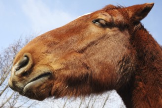 Potrait of a horse