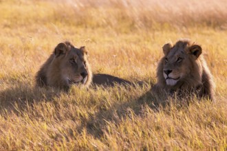 Lion (Panthera leo) Botswana, Botswana, Botswana
