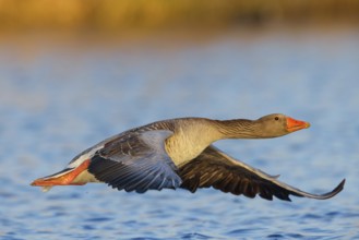Greylag goose, Anser Anser, flight photo, lateral, flight photo, Wagbachniederung,