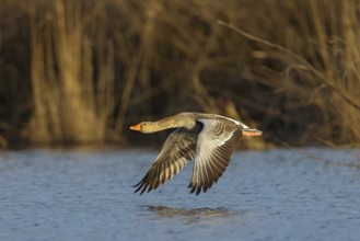Greylag goose, Anser Anser, flight photo, lateral, Wagbachniederung, Wagh‰usl, Baden-W¸rttemberg,