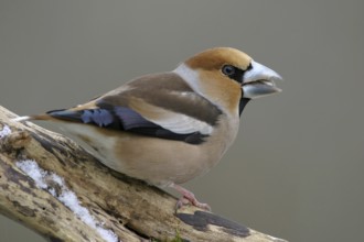 A hawfinch (Coccothraustes coccothraustes), Battenberg, Tiszaalp-r, Kiskuns-gi National Park,