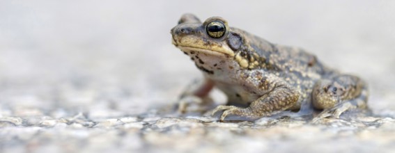 Dhofar Toad, (Duttaphrynus dhufarensis), Toad, Ayn Razat, Salalah, Dhofar Governorate, Oman