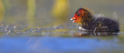 Eurasian Coot, coot, coot rail, black coot, (Fulica atra), chick, Hides de El Taray / Floating Hid,