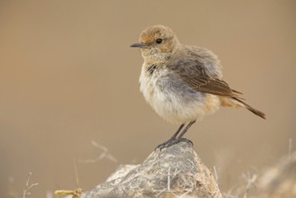 Arabian wheatear, Arabian wheatear, (Oenanthe lugentoide, Middle East, Oman, female, Jabal Samhan,