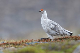Rock ptarmigan, Svalbard Rock ptarmigan, Ptarmigan, (Lagopus mutus), Lagopus muta hyperbore), male,