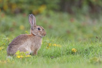 European rabbit (Oryctolagus cuniculus), European rabbit, common rabbit, conejo común, conejo