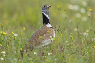 Little bustard (Tetrax tetrax) Outarde canepetière, Sisón Común, Hides De Calera / Great Bustard,