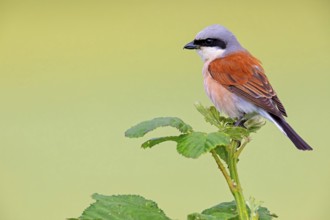 Red-backed shrike (Lanius collurio), Pie-griËche Ècorcheur, AlcaudÛn Dorsirrojo, Spider, spider,