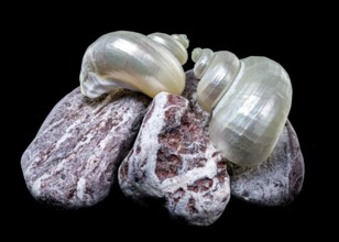 A pearly turban snail shell rests atop textured volcanic rocks against a black background. The