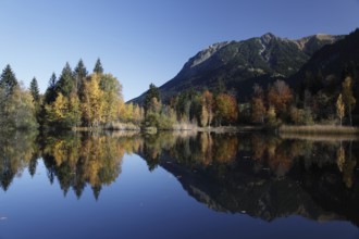 Moor pond near Oberstdorf/ Allgäu with trees with colourful autumn leaves
