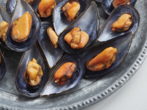 Close-up of steamed mussels open on their half shells with delicious and appetizing orange meat on