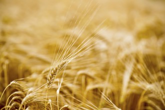 Ripe grain in the sunny summer field