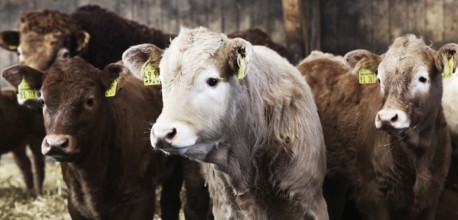 Calves in a barn