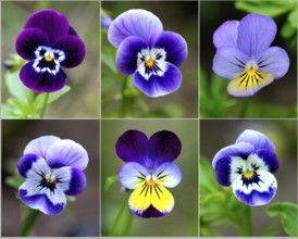 Collage of violets