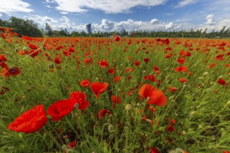 Poppy field with skyline, Frankfurt, Hesse, Germany