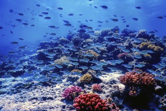 Underwater view of the coral reef, Tropical waters, Marine life