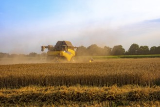 Big combine harvester threshing in the sunset