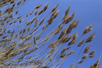 Reed fronds