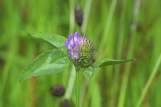 Purple clover flower in the grass field
