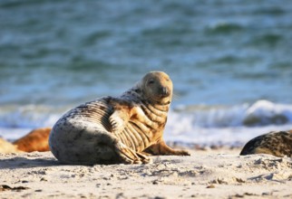 Grey seal (Halichoerus grypus), Heligoland, Schleswig-Holstein, Germany