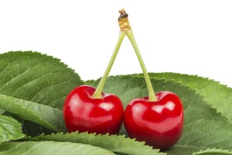 Two Cherries and branch with leaves white isolated