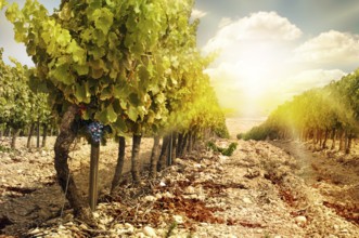Vineyards at sunset in autumn harvest. Ripe grapes in fall.Cluster grapes on left