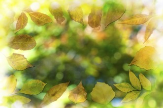 Natural background with autumn leaves.Abstract copy space