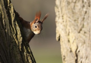 A red squirrel on a tree