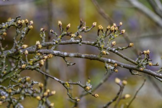 Close-up of branches with buds that herald spring and spread a positive mood, Bogen, Lower Bavaria