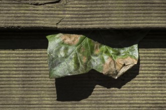 A withered leaf in the wood column