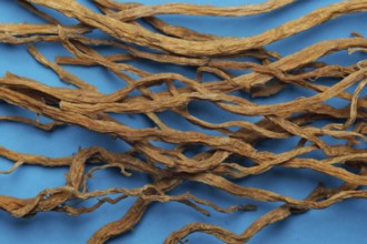 Gentianae radix, gentian root, longdancao