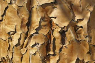 Bark of a quiver tree