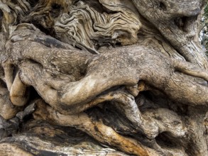 The trunk of a very old olive tree in Palma, Majorca, Spain Austria