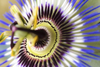 Beautiful blue violet passion flower in the country garden. Blue Passion flower in the Country