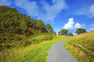 The path to Cathedral Cove. Picturesque trees grow along the sides of the path. Coromandel