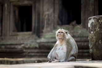 Monkey in the temple complex of Angkor Wat, Cambodia