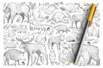 Forest wild animals doodle set. Collection of hand drawn deer fox bear rabbit squirrel raccoon