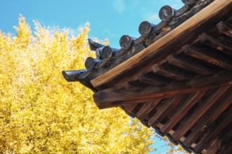 Nezu shrine traditional roof and autumn ginkgo tree in Tokyo, Japan