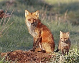 A red fox (Vulpes vulpes), Colorado, United States